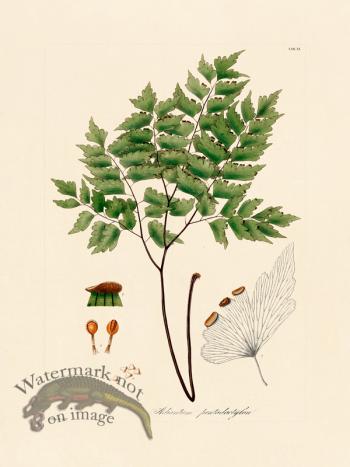 Hooker Fern 11